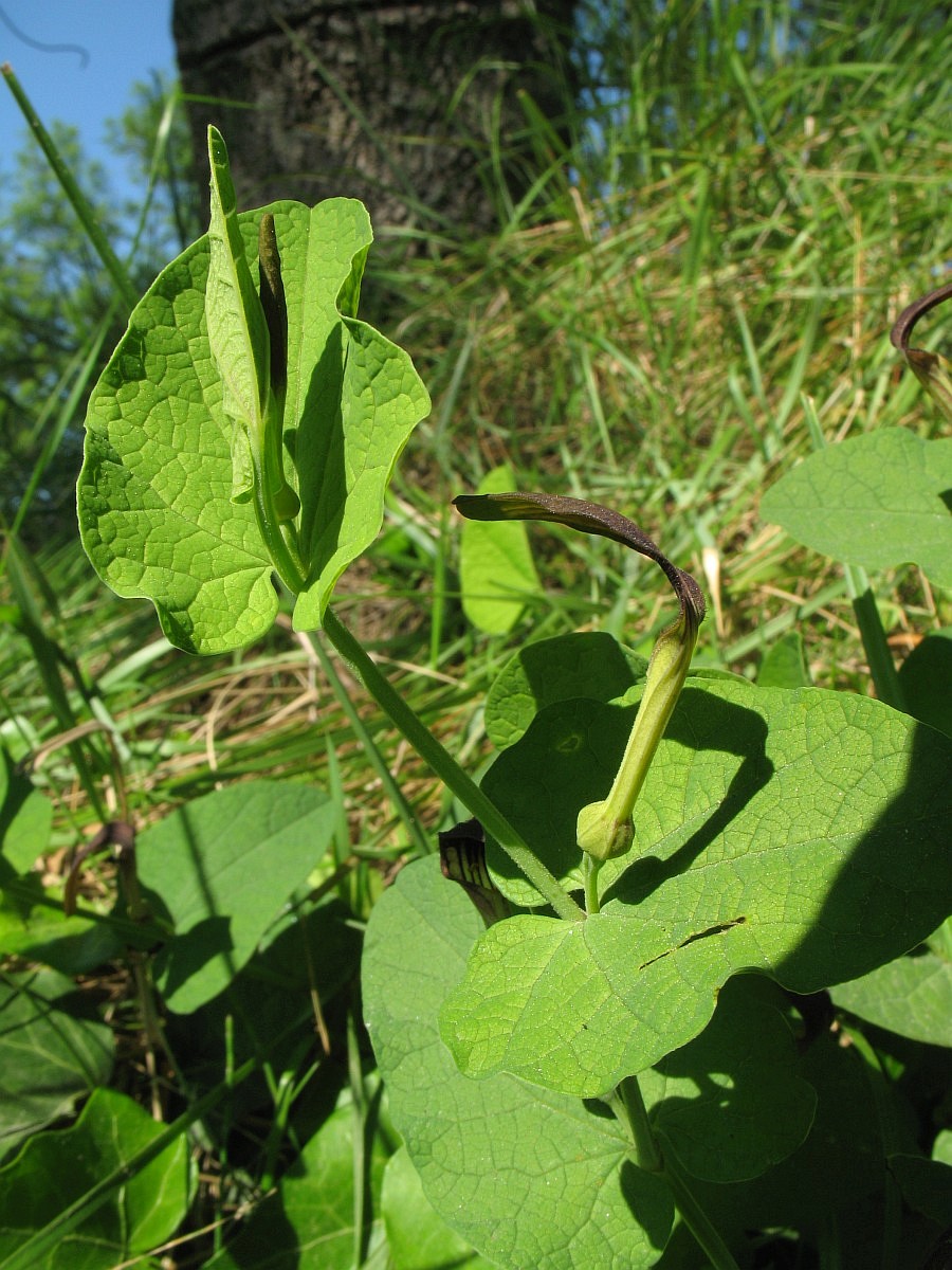 Aristolochia rotunda